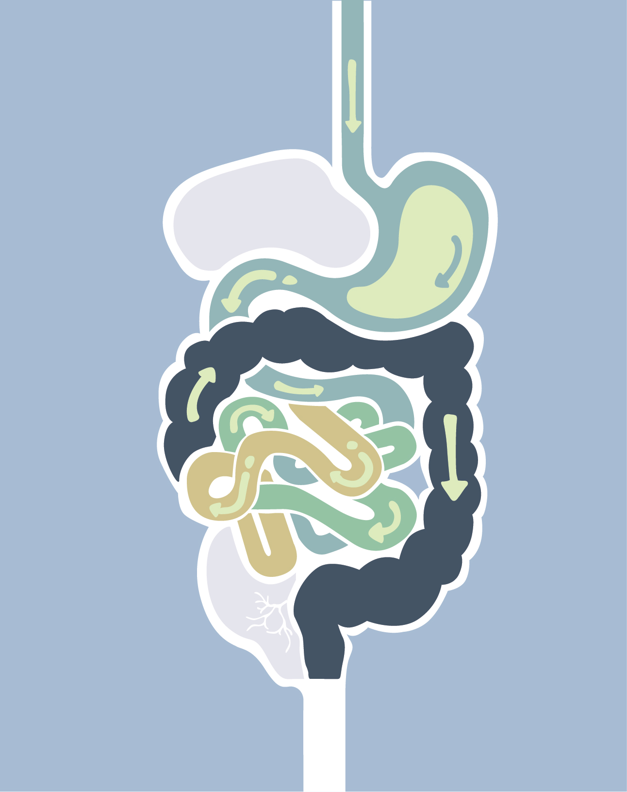 Bacteria surviving the gut